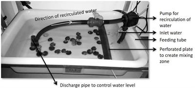 Incorporation of Feed and Fecal Waste From Salmon Aquaculture in Great Scallops (Pecten maximus) Co-fed by Different Algal Concentrations